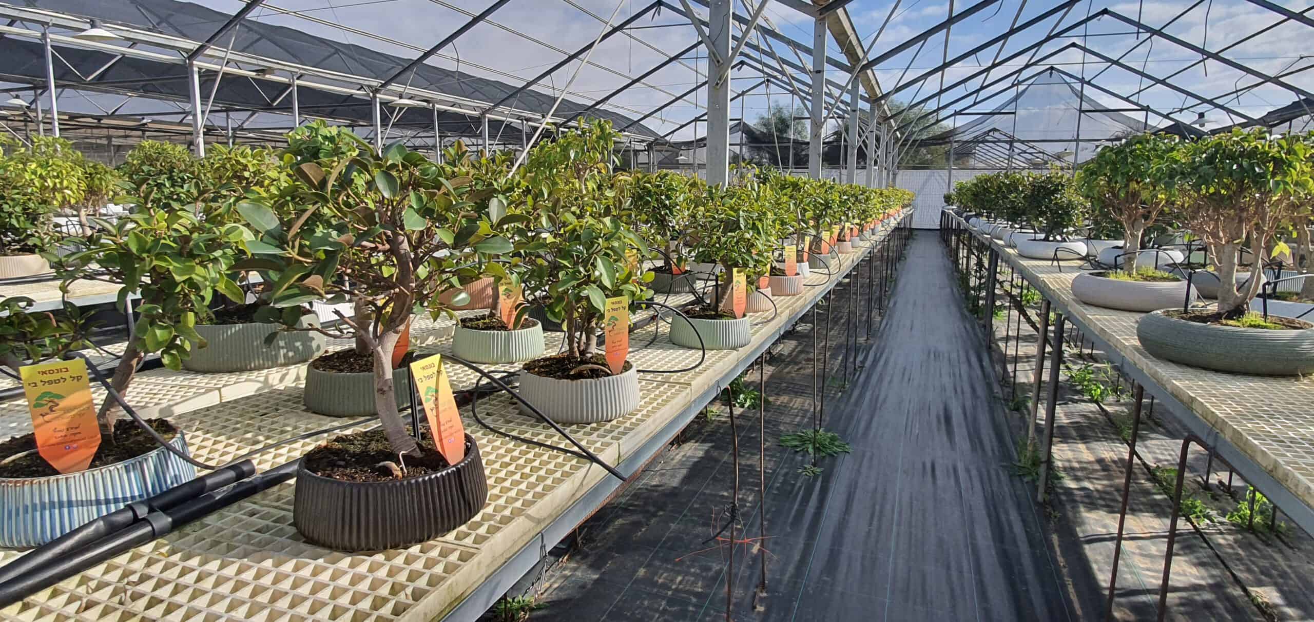 צמחמד בונסאי עצי פיקוס משתלה