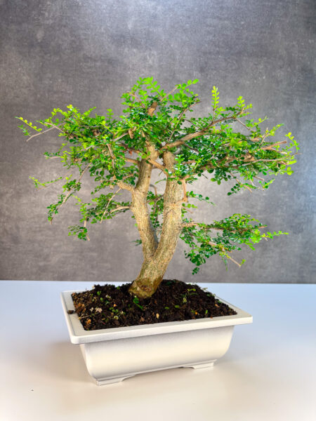 בונסאי דקארי בינוני