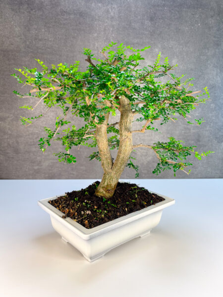 בונסאי דקארי בינוני