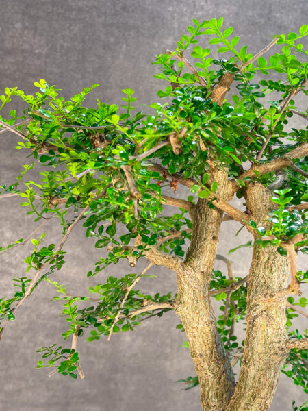 בונסאי דקארי בינוני