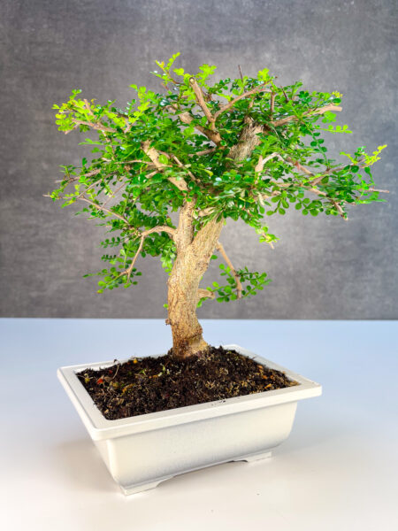 בונסאי דקארי קטן