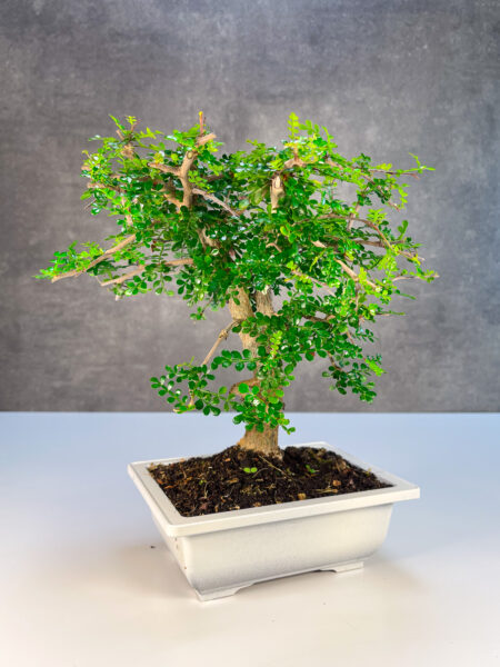 בונסאי דקארי קטן