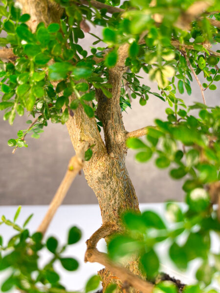 בונסאי דקארי קטן